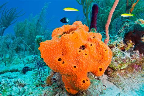 Fan Shell Sponge: A Masterpiece of Nature Built by One of the Simplest Creatures on Earth!