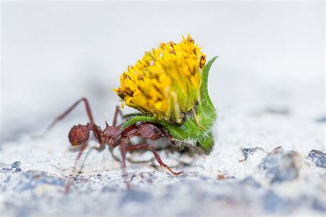  Formiga-Leafcutter Uma Intrigante Criatura de Hábitos Complexos Que Pode Te Surpreender!