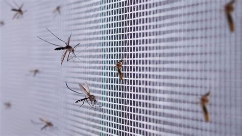 Ookinete! An Unseen World Conqueror, Lurking Inside its Mosquito Home