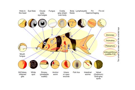  Zoogonus! Descubra o Mundo Fascinante Deste Parasita Comum em Peixes