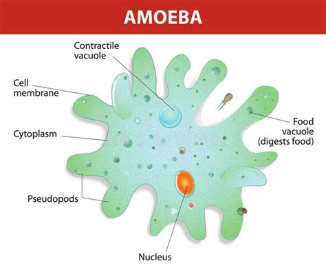  Amoeba: Uma Criatura Unicelular Que Se Desloca Pelo Seu Corpo?