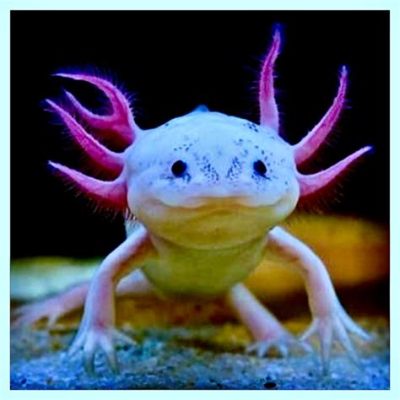  Axolotl: Uma Criatura Aquática com Regeneração Excepcional que Pode Inspirar Curingas Médicos!