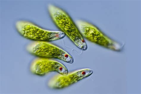  Euglena: Descubra o Segredo da Alga que Pode Ser Animal e Planta Ao Mesmo Tempo!