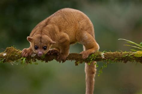  Kinkajou: A Curious Canopy Critter That Swings From Tree To Tree With the Agility of an Acrobat