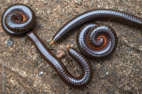  Millipedes: Descubra as maravilhas subterrâneas dos artrópodes com pernas numerosas!