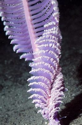  Purple Sea Pen:  A Stunning Example of Marine Colonial Life With Intricate Tentacles Reacting to Underwater Currents!