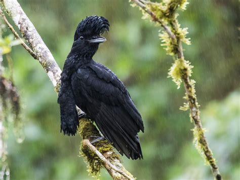  Umbrellabird: Descubra um Passarinho com uma Sombrinha Gigante que Faz Danças Fascinantes!