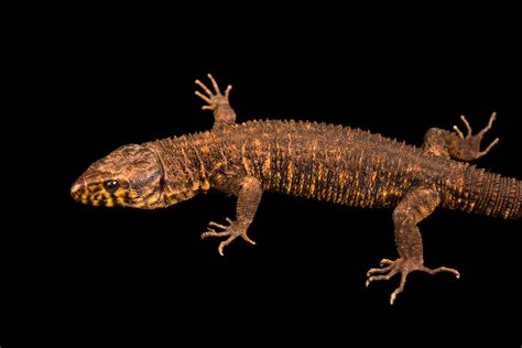  Yellow-Spotted Lizard:  A Master of Camouflage With Skin That Rivals the Beauty of a Sunset