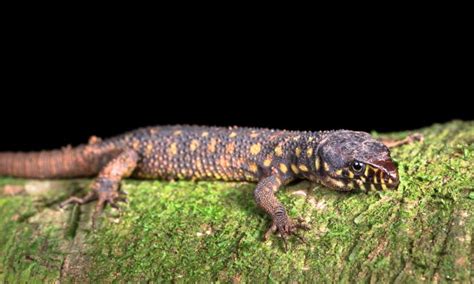  Yellow-Spotted Lizard:  Discover this Fascinating Reptile Hiding in Plain Sight With Its Vibrant Hues and Curious Personality!